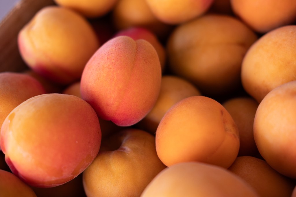 The Okanagan APEricot